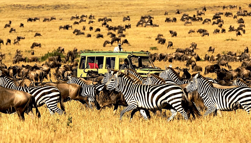 Safari Game Drive