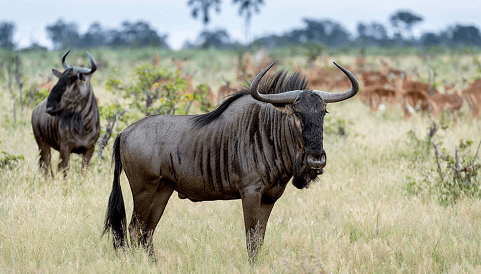 Wildebeest