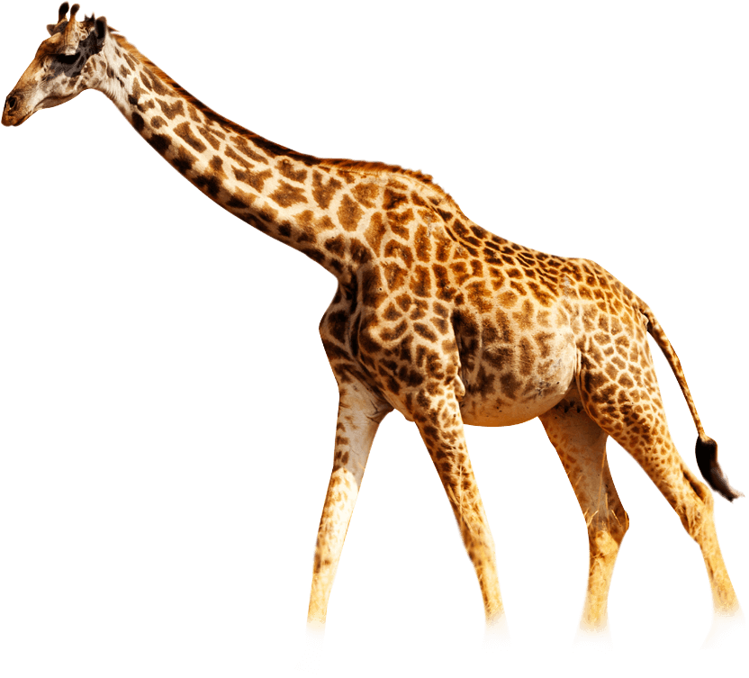 little giraffe