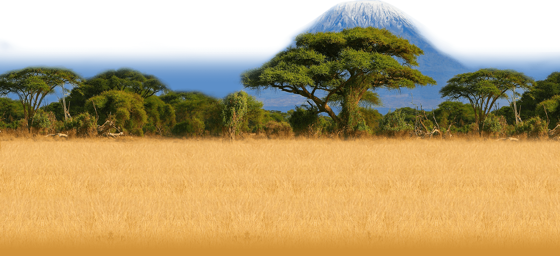safarifloor