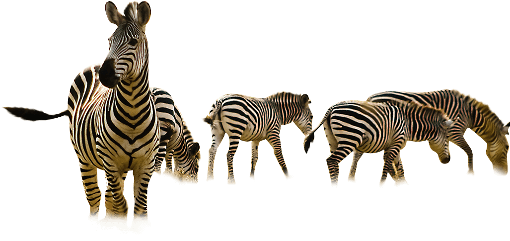 zebra